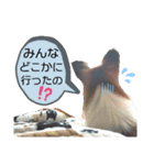 パピヨンの可愛い日常で使えるスタンプ（個別スタンプ：8）