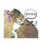 パピヨンの可愛い日常で使えるスタンプ（個別スタンプ：9）
