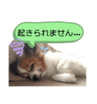 パピヨンの可愛い日常で使えるスタンプ（個別スタンプ：10）