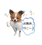 パピヨンの可愛い日常で使えるスタンプ（個別スタンプ：11）