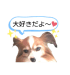 パピヨンの可愛い日常で使えるスタンプ（個別スタンプ：15）