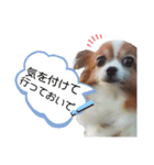 パピヨンの可愛い日常で使えるスタンプ（個別スタンプ：16）