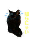 うにstamp Ver1.0（個別スタンプ：5）