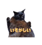 ★うちのねこ★（個別スタンプ：2）