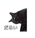 ★うちのねこ★（個別スタンプ：3）
