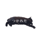 ★うちのねこ★（個別スタンプ：4）