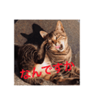 ★うちのねこ★（個別スタンプ：6）
