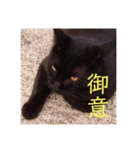 ★うちのねこ★（個別スタンプ：7）