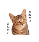 ★うちのねこ★（個別スタンプ：8）