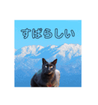 ★うちのねこ★（個別スタンプ：10）