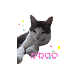 ★うちのねこ★（個別スタンプ：11）