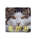 ★うちのねこ★（個別スタンプ：12）
