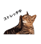 ★うちのねこ★（個別スタンプ：13）