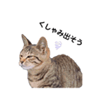 ★うちのねこ★（個別スタンプ：14）