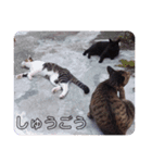 ★うちのねこ★（個別スタンプ：15）