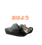 ジョホールバルの猫たち（個別スタンプ：1）