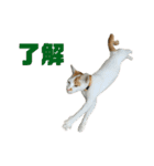 ジョホールバルの猫たち（個別スタンプ：3）