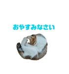 ジョホールバルの猫たち（個別スタンプ：5）