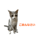 ジョホールバルの猫たち（個別スタンプ：6）