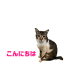 ジョホールバルの猫たち（個別スタンプ：8）