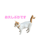 ジョホールバルの猫たち（個別スタンプ：10）