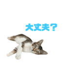 ジョホールバルの猫たち（個別スタンプ：15）