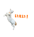 ジョホールバルの猫たち（個別スタンプ：16）