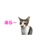 ジョホールバルの猫たち（個別スタンプ：18）