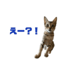 ジョホールバルの猫たち（個別スタンプ：21）