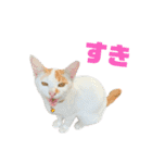 ジョホールバルの猫たち（個別スタンプ：22）