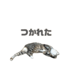 ジョホールバルの猫たち（個別スタンプ：24）