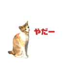 ジョホールバルの猫たち（個別スタンプ：25）