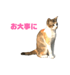 ジョホールバルの猫たち（個別スタンプ：26）