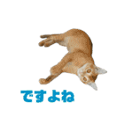 ジョホールバルの猫たち（個別スタンプ：28）