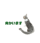 ジョホールバルの猫たち（個別スタンプ：31）