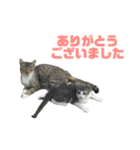 ジョホールバルの猫たち（個別スタンプ：32）