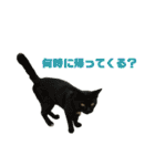 ジョホールバルの猫たち（個別スタンプ：33）