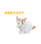ジョホールバルの猫たち（個別スタンプ：34）
