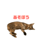 ジョホールバルの猫たち（個別スタンプ：35）
