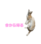 ジョホールバルの猫たち（個別スタンプ：36）