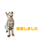 ジョホールバルの猫たち（個別スタンプ：37）