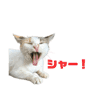 ジョホールバルの猫たち（個別スタンプ：39）