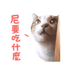 リトルフラワーキャットミラ実用チャット（個別スタンプ：1）