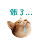 リトルフラワーキャットミラ実用チャット（個別スタンプ：2）