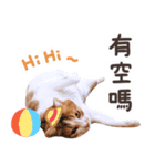 リトルフラワーキャットミラ実用チャット（個別スタンプ：3）
