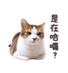 リトルフラワーキャットミラ実用チャット（個別スタンプ：5）