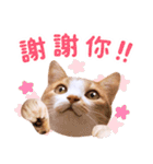 リトルフラワーキャットミラ実用チャット（個別スタンプ：6）