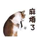 リトルフラワーキャットミラ実用チャット（個別スタンプ：7）