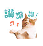 リトルフラワーキャットミラ実用チャット（個別スタンプ：8）