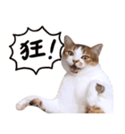 リトルフラワーキャットミラ実用チャット（個別スタンプ：10）